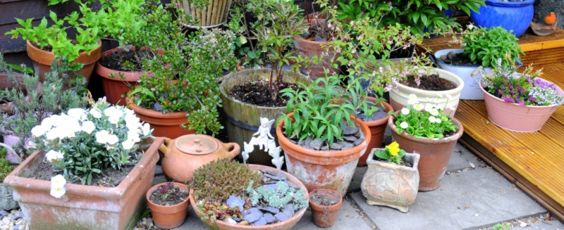 container gardening