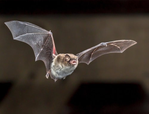 Get Rid of Bats and Other Uninvited Guests