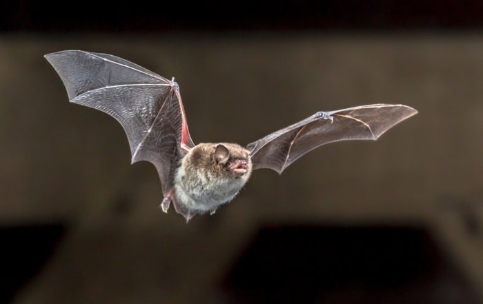 Get rid of bats