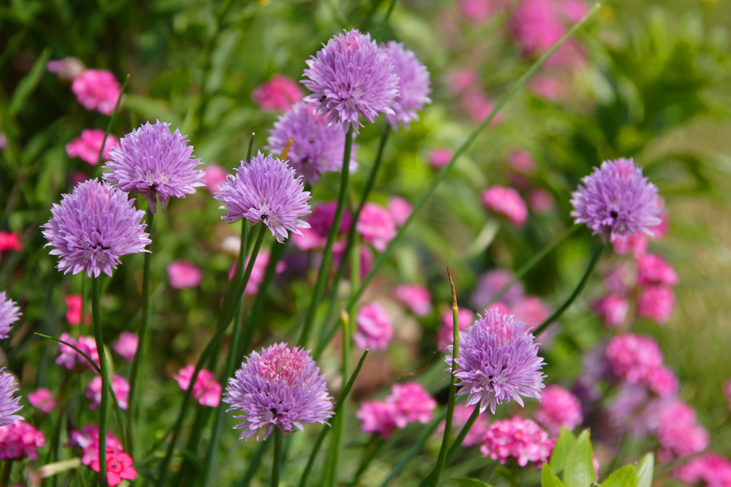 photo of beautiful flowers in a homeowners association complex