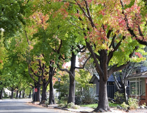 What happens if my neighbor’s tree falls?