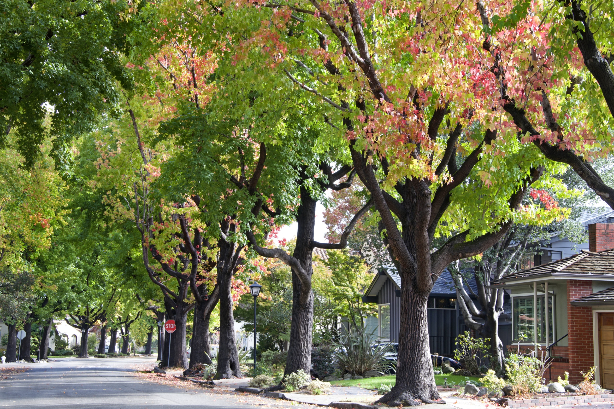 Tree Lined Street