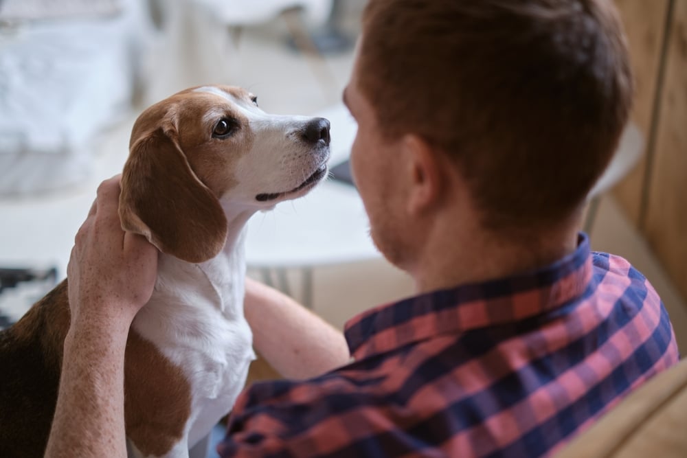 Man playing with his emotional support beagle